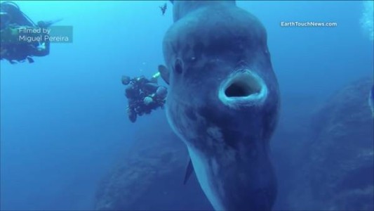 El asombroso encuentro de un buzo con un pez raro