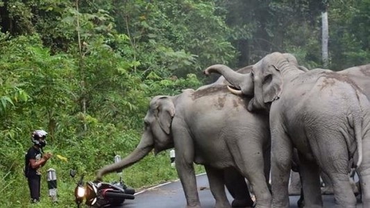 Video: el desesperado ruego de un hombre a los elefantes que lo atacan
