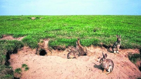 Alarma por invasión de conejos europeos en Neuquén