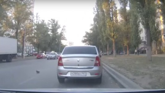 Una paloma causó un triple choque en Rusia