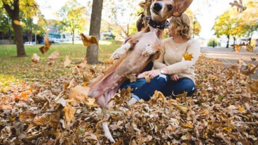 Perro celoso saboteó todas las fotos de compromiso de sus dueños