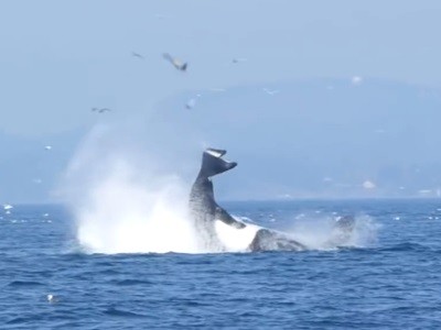 #EsViral Una orca lanza a una foca a 25 metros de altura