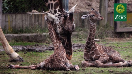 Murió "Esperanza", una de las jirafas nacidas hace 13 días en el zoo porteño