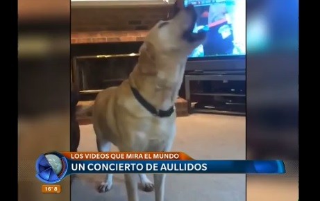 #LosVirales Estos son los videos que mira el mundo esta semana