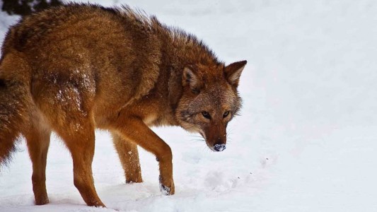 Así es el "loboyote", el depredador "creado" por humanos