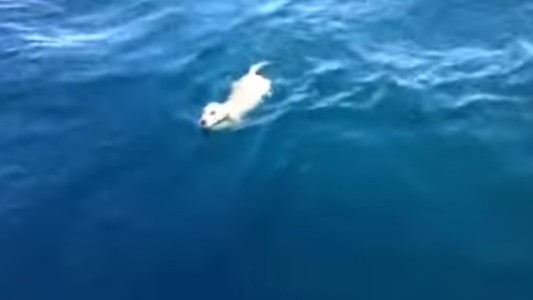 Video: viajaban en velero y rescataron a un perro que nadaba en mar abierto