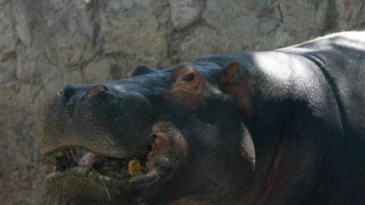 Murió un hipopótamo del zoo de Mendoza tras comer una bolsa de plástico