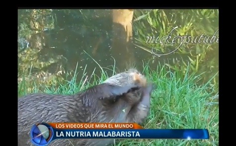 La nutria malabarista y más videos que mira el mundo