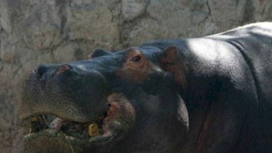 Encontraron una pelota de tenis en el estómago del hipopótamo del zoo de Mendoza