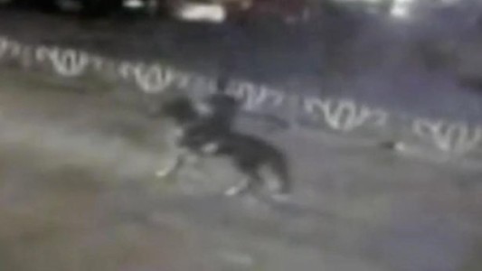 Video: arrolló con el auto a un hombre a caballo que iba a contramano