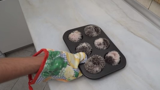 Video ternura: Seis bebés erizos duermen en una bandeja de "muffins"