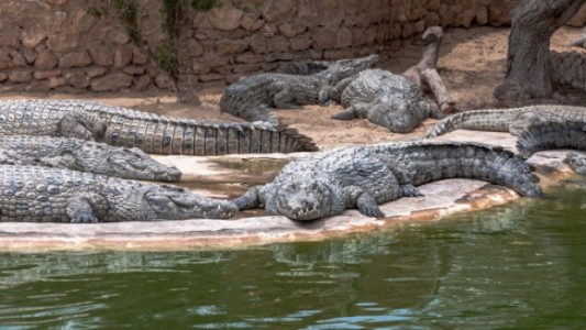 Indonesia planea construir una cárcel custodiada por cocodrilos