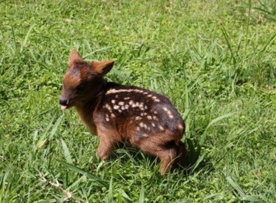 Nació una cría del ciervo más chico del mundo en Teimakén