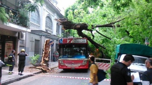 Cayó un árbol arriba de un colectivo: dos heridos
