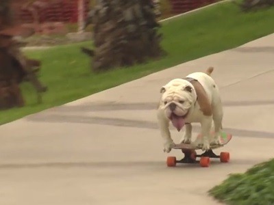 Otto, un bulldog en patineta que rompre récords