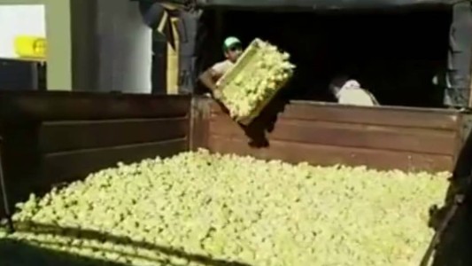 Video: Cresta Roja descartó y sacrificó a 9 millones de pollitos