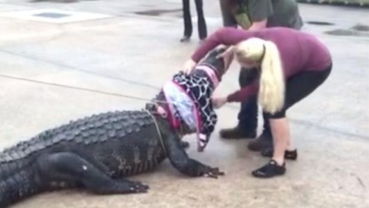 Video: así atrapó una mujer a una cocodrilo que apareció en un centro comercial