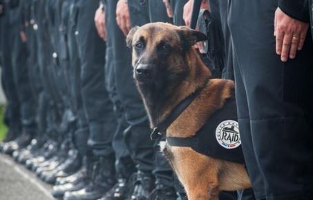 Diesel, la perra policía que murió en el operativo antiterrorista de Saint-Denis