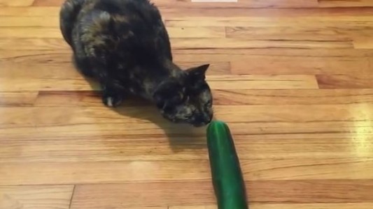 #EsViral El temor de los gatos a los pepinos