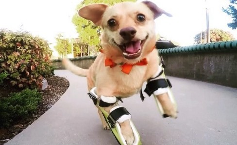 Ella es Daisy, la perrita abandonada que volvió a correr gracias a unas prótesis