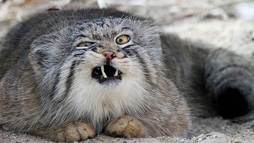 Siete extrañas especies de gato que no sabías que existían