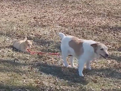 #EsViral "Prohibido llevar a su perro sin correa"