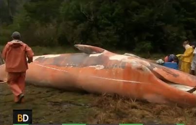Más de 330 ballenas aparecieron muertas en las costas chilenas