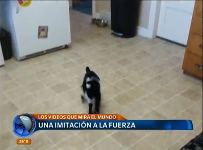 Los videos más vistos de esta semana