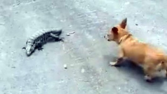 #EsViral La tremenda pelea entre un perro y una lagartija