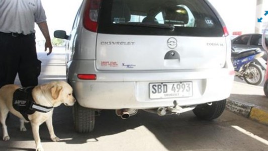 Un perro detectó 300.000 dólares que iban a ingresar ilegalmente al país