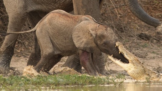 Impactantes imágenes de un cocodrilo intentando comerse a un elefante bebé