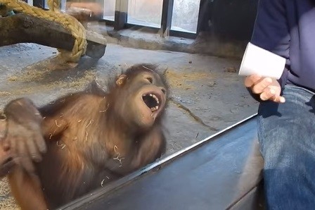 Video: el orangután que se tienta de risa tras un truco de magia