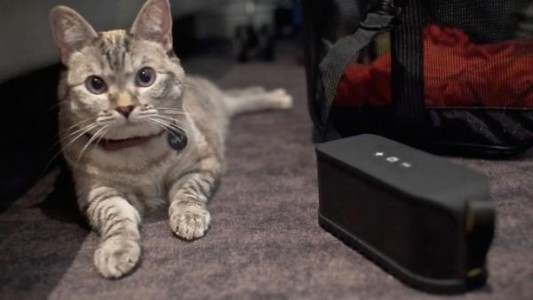 Para calmar a las fieras: llega la música para gatos