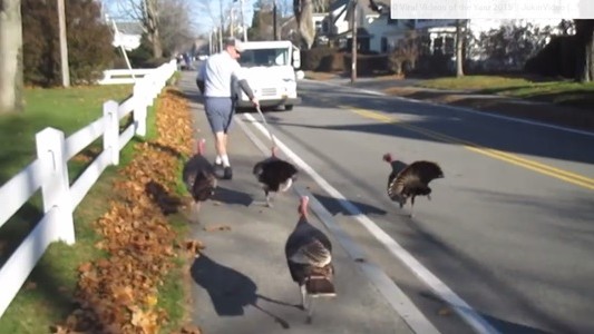 #EsViral ¡Cuidado con el pavo!