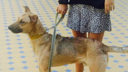 Sorpresa en la Casa Rosada por la aparición del perro "Balcarce"