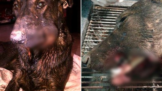 indignación en Mendoza: explotaron un petardo en la boca de un perro callejero