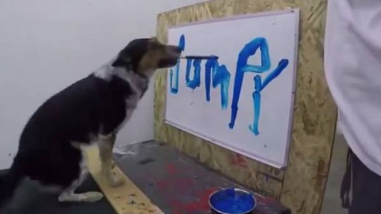 Jumpy, el perro que sabe escribir su nombre y sorprende al mundo