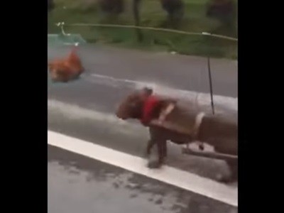 #EsViral Un raro sistema de tracción a sangre