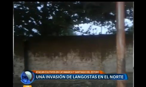 Una invasión de langostas en el norte argentino