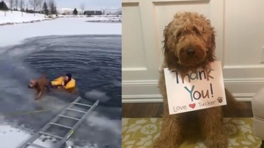 El agradecimiento de un perro a los bomberos que lo rescataron de un lago congelado