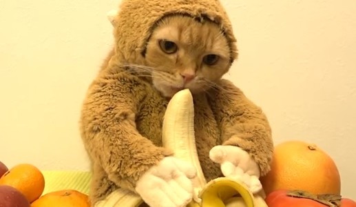 Video: un gato disfrazado de mono generó bronca en las redes