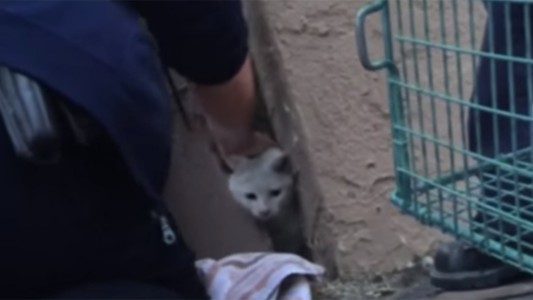 El increíble rescate de un gato atrapado entre dos paredes