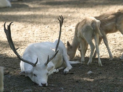 Murieron 3 ciervos en el Zoo de Mendoza y ya van 14 en pocas semanas