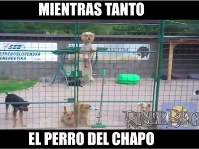 #EsViral El perro del Chapo tras los pasos de su dueño