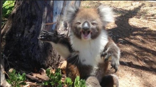 #VIdeoViral : el koala bebé que llora cuando lo echan del árbol