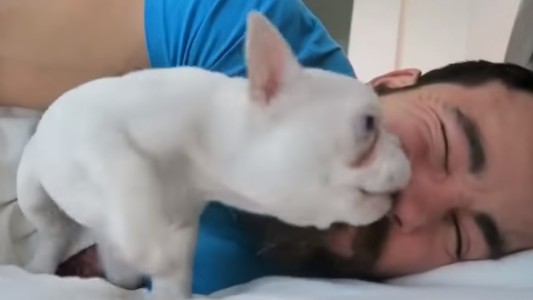 #EsViral: El despertador más tierno de todos