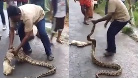 Video: hombre aprieta una pitón y le saca dos cabritos que había comido