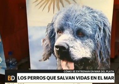 Los perros que rescatan vidas en el mar