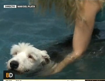 Una playa pensada para mascotas