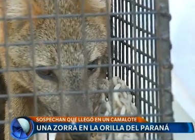 Una zorra a orillas del Paraná